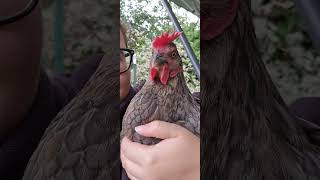 Hühnerliebe 🐔 Die freche Uschi [upl. by Nosnej]