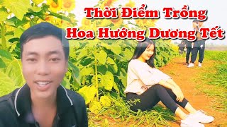 thời điểm trồng hoa hướng dương nở hoa đúng tết [upl. by Naitsirt245]