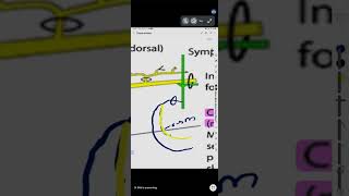 THORAX ANATOMY at Doc Hamza Tahira Academy for FCPS [upl. by Oletta87]