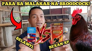 BEXAN XP VS BELAMYL ANO ANG MAGALING PARA SA MGA BREEDERS BROODCOCK NATIN [upl. by Anilram]