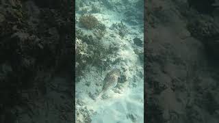 Porcupinefish Diodon Nicthemerus kogelvis scubadiving snorkeling scubadivingadventures scuba [upl. by Ihtak443]