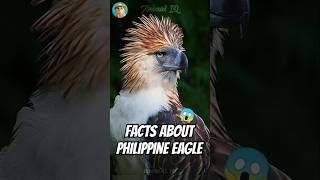 Did You Know This About Philippine Eagle🦅 philippines monkeyeatingeagle animaliq [upl. by Llenehc]