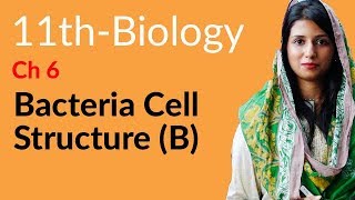 11th Class Biology Ch 6  Cell Envelope Bacterial  FSc Biology Part 1 [upl. by Eliza]