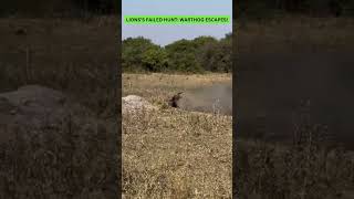 Lions Failed Hunt Warthog Escapes [upl. by Hoye]