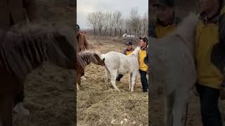 Best Wild Horses Mare revolutionizing young foals future Andalusian stallions horses and mare 684 [upl. by Ameerak511]