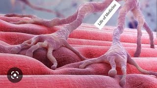 Neuromuscular Junction Animation All 7 steps of muscle contraction in 1 minute Full explanation [upl. by Nylirrehs364]