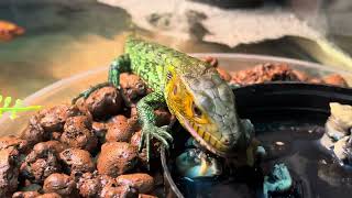 Caiman Lizard snacking on snails [upl. by Enajaras]