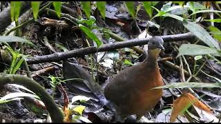 El Tinamu visita San Felipe Birding RNSC y además nos encanta con su canto [upl. by Nylarad]