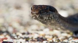 3 Iguana vs Snake composition [upl. by Aicilf]