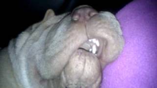 Our Shar Pei Snoring [upl. by Nevins698]