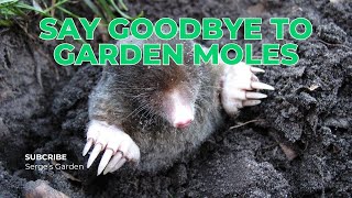 How to Get Rid of Moles in Garden Say Goodbye to Garden Moles [upl. by Lienahs]