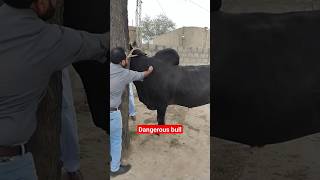 Dangerous bull  abscess drain abscess  cow disease cow doctorofveterinarymedicine animals [upl. by Nirrac212]