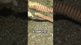 Why Are Bobbit Worms So Dangerous [upl. by Etnauq]