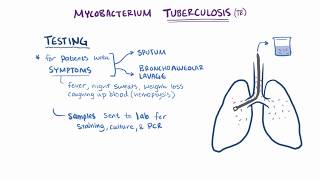 Tuberculosis  symptoms causes microbiology pathology amp treatment [upl. by Idna]