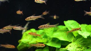 Angolabarbe  Enteromius Fasciolatus [upl. by Nessy]