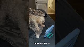 Crazy little dogs loves her new tablet Danibarreras funnyvideo funnydogvideos funnyanimalvideos [upl. by Sarita996]