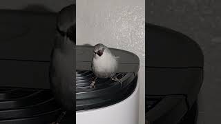 Lavender Waxbill Relaxing on a Dehumidifier A Unique Perch for a Beautiful Bird [upl. by Emmuela485]