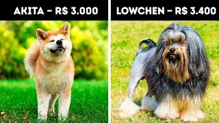 20 Cachorros Que Custam Uma Fortuna [upl. by Irallih]