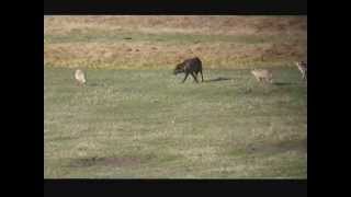 Wolf Harassed by Coyotes and Bison join in [upl. by Aynosal]