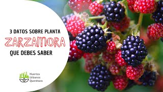 3 DATOS sobre las PLANTAS de ZARZAMORA 🍇 [upl. by Rene]