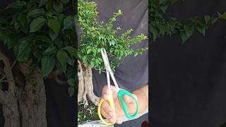 Pruning  wiring Bonsai Gulgum bonsai art bonsaiart Alhamdulillaah [upl. by Kcam]