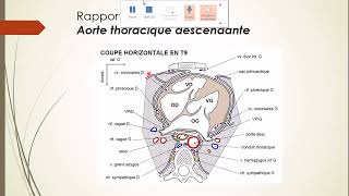 7  Aorte et Artère pulmonaire 6 [upl. by Carmon]