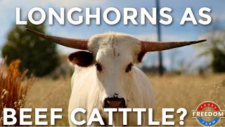 TEXAS LONGHORNS As Beef Cattle The Pros Vs Cons [upl. by Adnahcal]