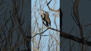 Yucatan Wrens Singing shorts birds [upl. by Balcke]