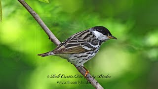 Setophaga striata BLACKPOLL WARBLERS Spring amp Fall foraging 9087608 [upl. by Kary]