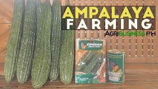 Ampalaya Farming How to Grow Ampalaya or Bittergourd  High Yield High Income [upl. by Ettenhoj258]