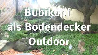 Bubikopf als Bodendecker  Outdoor  Asien Garten  Beetgestaltung [upl. by Aramat]