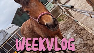 Weekvlog met toetzie en mij 🧡💛koningsdag 🧡rijden en longeren 💖 [upl. by Dane73]