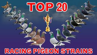 Top 20 Best Racing Pigeon Strains in the World  Popular Racing Pigeon Bloodlines [upl. by Valerian975]