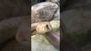 Sabanera Real Drymarchon melanurus Blacktailed indigo snake at Parque Reptilandia [upl. by Engedus]