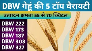 गेहूं की 5 टॉप किस्मों के बारे में संपूर्ण जानकारी  Wheat top Variety  DBW 173222303187327 [upl. by Wilhelmine]