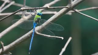 Dragonfly MACRO Short  Bugs World  Insects Life  4KUHD Video MACRO VIDEOGRAPHY  BUGS LIFE [upl. by Annij551]