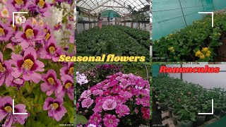 Seasonal flowers amp Ranunculus seedlings🪴🌱🌻🌺🌹🌸plz watch full vedio for more information🙏❤️plz support [upl. by Heisser517]