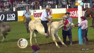 Jineteada en el Festival de Jesús María 2016 Tanda 4 [upl. by Yerfoeg769]