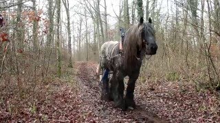 Débardage à cheval en forêt de la flachère [upl. by Chapen]