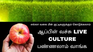 How to culture Vinegar eel  vinegar eels culture tamil  betta Frys livefood  live food [upl. by Salene93]