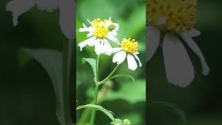 Bidens pilosa [upl. by Earesed]