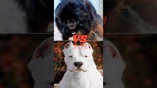 dog argentino vs Tibetan mastiff jurman shepherd kangal doberman most dangerous dog [upl. by Dempster]