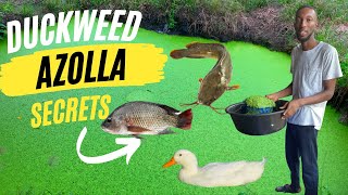 How to grow Duckweed and Azolla made easy [upl. by Eintrok]