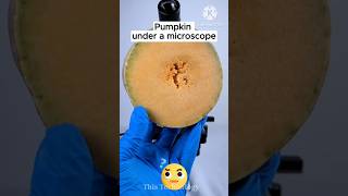 Pumpkin Under The Microscopethistechnology facts microscope shorts mrbeast shortsfeed [upl. by Kameko106]