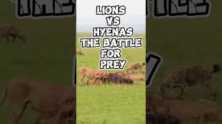 Lions vs Hyenas The Battle for Prey [upl. by Lavena]