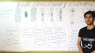 Bone DevelopmentBone part 6Bd ChurasiaGeneral AnatomyChapter 2 OssificationOsteogenesis Anees [upl. by Eittocs]