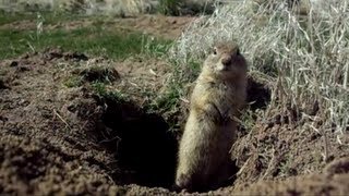 Beldings ground squirrels at 8X Urocitellus beldingi [upl. by Eenalem]