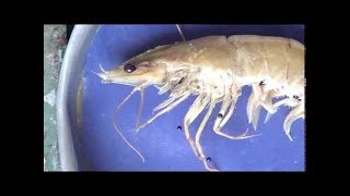 تشريح الجمبري علوم بنهاAnatomy of The prawn Pe [upl. by Gitel263]