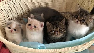 Cute Exotic Shorthair Kittens  Funniest Exotic Shorthair Cute Cats [upl. by Lehcar996]