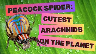 Peacock Spider  Cutest Arachnids on the Planet [upl. by Imat]